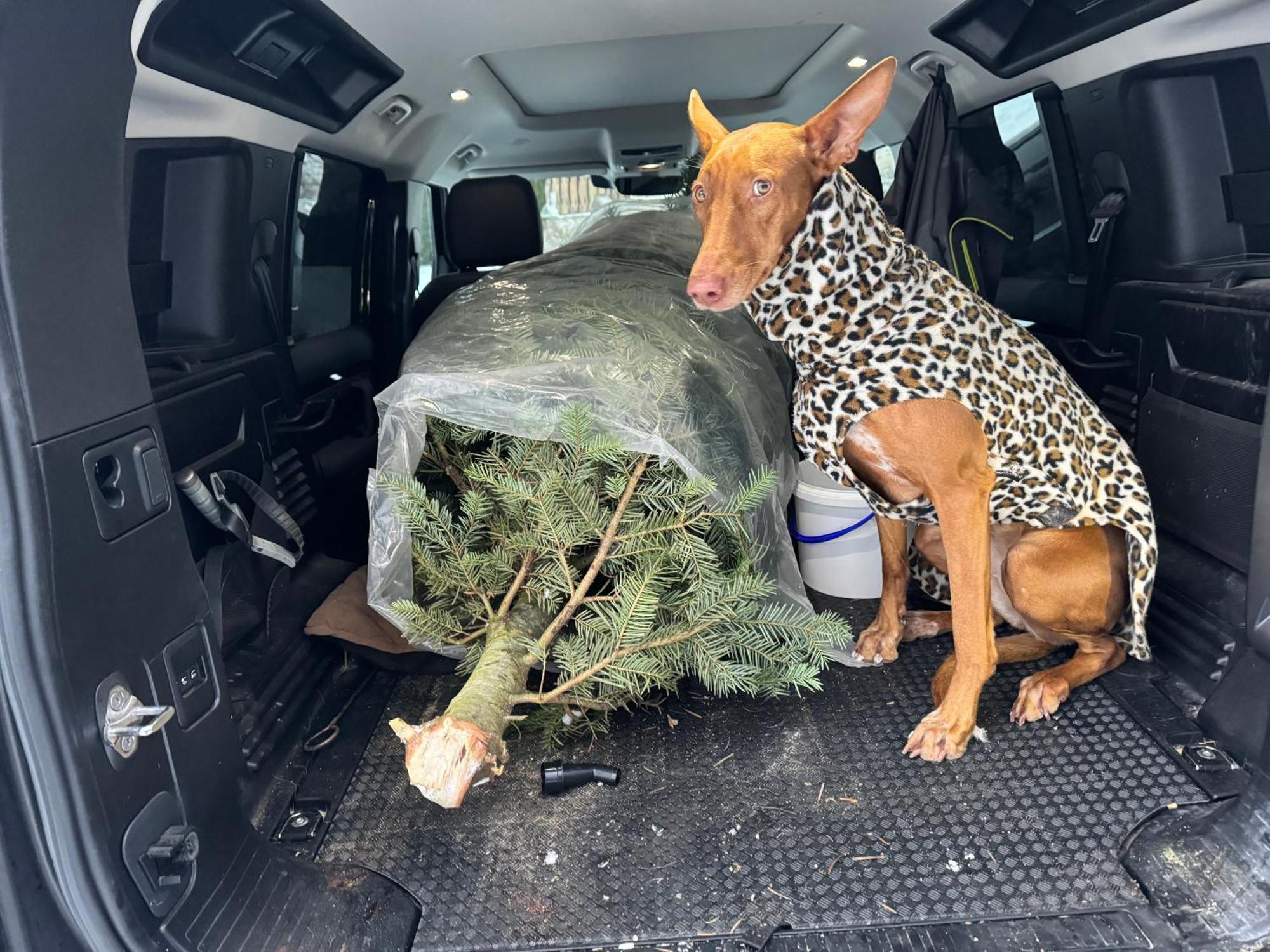 Hundefreundliche Unterkunft Im Muehlviertel In Oberoesterreich Freundorf Exterior foto